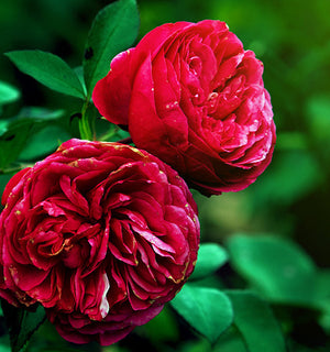 Bulgarian Rose Flower Water