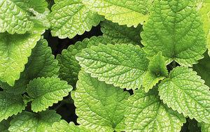 Peppermint Oil