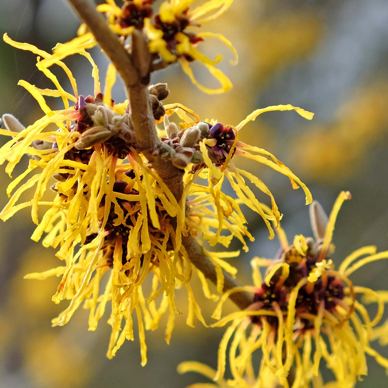Witch Hazel Leaf Extract