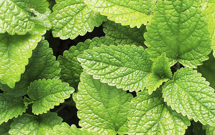 Peppermint Oil