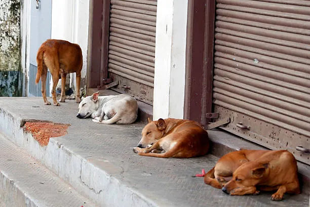 Join us in feeding strays across India